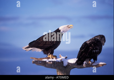 Weißkopfseeadler Haliaeetus Leucocephalus Erwachsene Anrufe aus Treibholz Barsch mit einer juvenilen Kachemak Bay Yunan Alaska Stockfoto