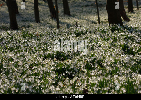 Schneeglöckchen [Galanthus Nivalis], Wald Teppich aus weißen Blüten im Winter Sonnenlicht, [Welford Park], England, UK Stockfoto