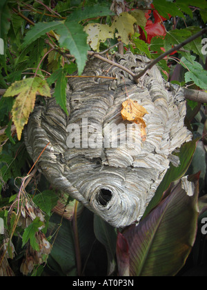 Ein verlassenes Hornissennest, das an einem Baum befestigt ist. Stockfoto