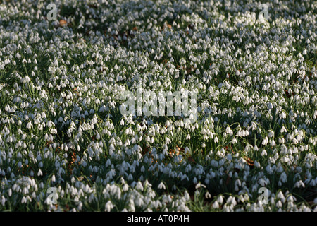 Schneeglöckchen [Galanthus Nivalis], Wald Teppich von kleinen weißen Blüten im Frühjahr, [Welford Park], England, UK Stockfoto