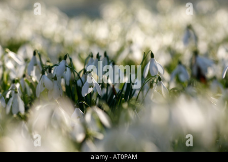 Schneeglöckchen [Galanthus Nivalis], Wald Teppich aus schönen weißen Blüten im Sonnenlicht, England, UK Stockfoto