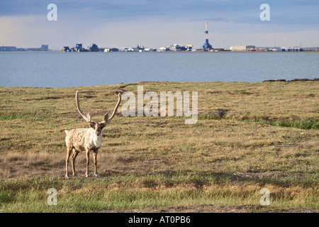 kargen Boden Caribou Rangifer Tarandus Stier außerhalb der Öl Stadt Prudhoe Bay zentralen arktischen Küste Alaska Stockfoto