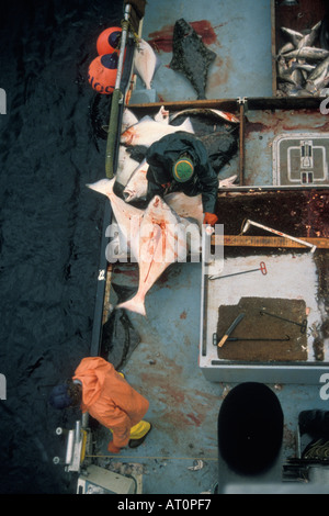kommerzielle Fischereischiff schleppt Blueback in Longline Zahnrad mit pazifischen Heilbutt, Hippoglossus Stenolepis Fang Kachemak Bay Alaska Stockfoto
