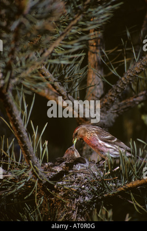 Geringerer Redpoll. Zuchtjahr Flammea männlich weiblich im Nest füttern. Stockfoto