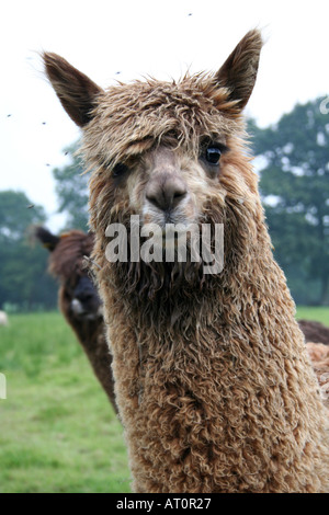 Alpaka Mitte Wales UK Stockfoto