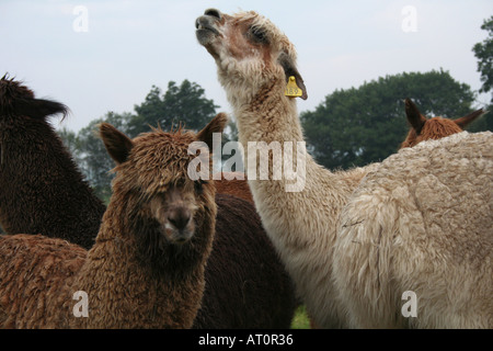 Alpaka Mitte Wales UK Stockfoto