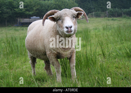 Dorset/Lincoln x Merino-Schafe Mid Wales UK Stockfoto