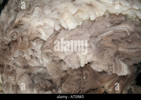 Schaf-fleece. Mitte Wales UK Stockfoto