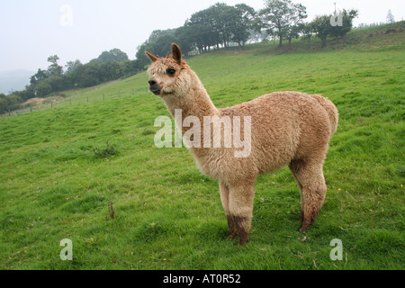 Alpaka Mitte Wales UK Stockfoto