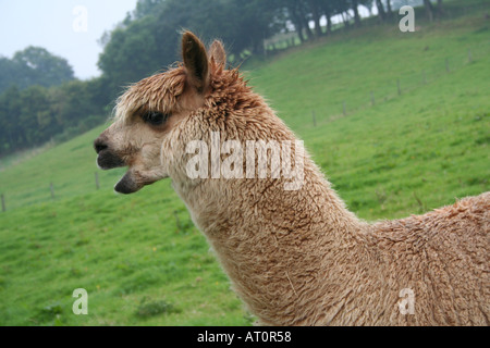 Alpaka Mitte Wales UK Stockfoto