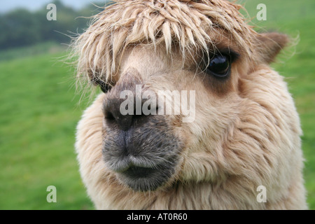 Alpaka Mitte Wales UK Stockfoto