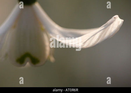 Sonnenlicht auf weißes Blütenblatt Spitze Blume Schneeglöckchen [Galanthus Nivalis], 'hautnah' Makro, England, UK Stockfoto