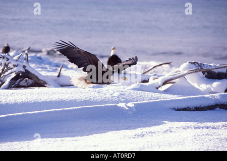 Weißkopfseeadler Haliaeetus Leucocephalus im Flug über dem Schnee bedeckt Strand entlang Kachemak Bay Yunan Alaska Stockfoto