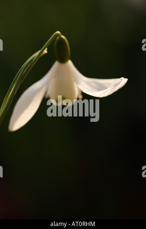 Blume Schneeglöckchen [Galanthus Nivalis], Sonnenlicht auf weißes Blütenblatt Spitze, "close up", England, UK Stockfoto