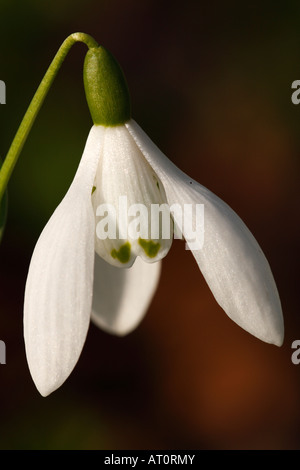 Schneeglöckchen [Galanthus Nivalis], 'hautnah' Blume Makro zeigt Blütenblatt Detail, [Welford Park], England, UK Stockfoto