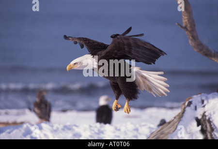 Weißkopfseeadler Haliaeetus Leucocephalus im Flug über dem Schnee bedeckt Strand entlang Kachemak Bay Yunan Alaska Stockfoto