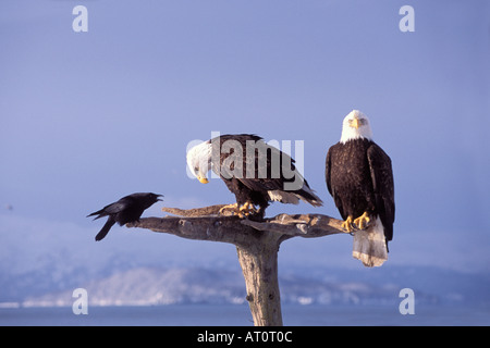 Weißkopfseeadler Haliaeetus Leucocephalus paar teilen ein Treibholz Barsch mit eine nordwestliche Krähe Corvus Caurinus Kachemak Bay Alaska Stockfoto