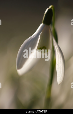 Weiße Kronblätter ein Winter blühenden Schneeglöckchen [Galanthus Nivalis], "close up", [Welford Park], England, UK Stockfoto