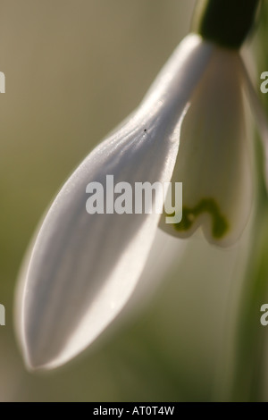 Schneeglöckchen [Galanthus Nivalis], 'hautnah' Blume Makro zeigt Blütenblatt Detail, [Welford Park], England, UK Stockfoto