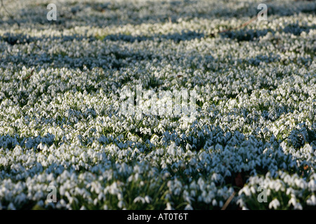 Schneeglöckchen [Galanthus Nivalis], Wald Teppich aus weißen Blüten im Winter Sonnenlicht, [Welford Park], England, UK Stockfoto