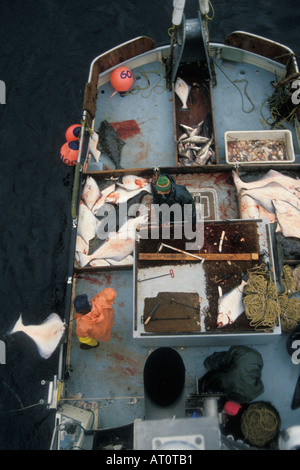 kommerzielle Fischereifahrzeug Blueback Crew schleppt in Longline Zahnrad mit Fang Kachemak Bay Yunan Alaska Stockfoto
