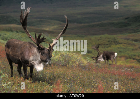 Caribou Rangifer Tarandus paar Bullen Fütterung auf die Vegetation in Denali Nationalpark, Alaska Stockfoto