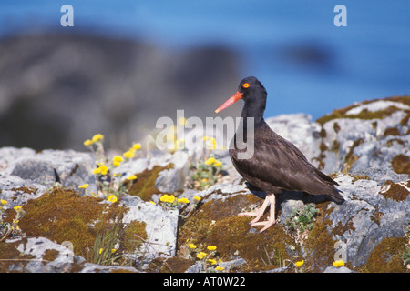 schwarze Austernfischer Haematopus Bachmani zu Fuß über die Felsen mit Frühlingsblumen Prinz-William-Sund Yunan Alaska Stockfoto