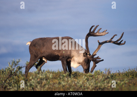 Rangifer Tarandus Caribou Stier Fütterung auf Vegetation Denali Nationalpark, Alaska Stockfoto