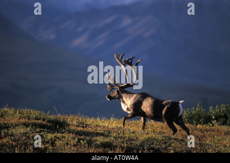 Caribou Rangifer Tarandus Bull zu Fuß innen Denali Nationalpark in Alaska Stockfoto