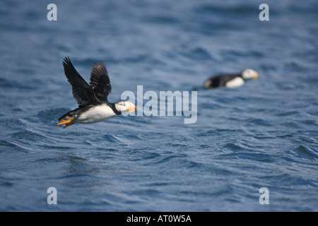 gehörnte Papageitaucher Fratercula Corniculata Einnahme Flug über Auferstehung Bay Kenai Fjords Nationalpark Yunan Alaska Stockfoto