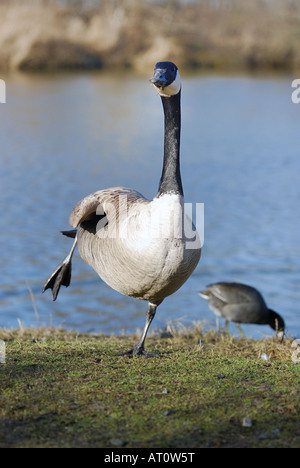 Canada Goose balancieren auf einem Bein Stockfoto