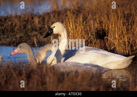 Whistling Schwan Cygnus Columbianus mit jungen ernähren sich von Erwachsenen fallen Vegetation zentralen arktischen Küsten schlicht Nordhang Alaska Stockfoto