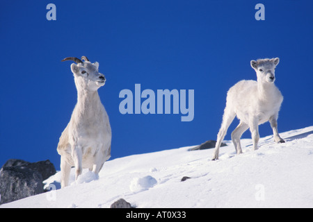 Dall Schaf Ovis Dalli Ewe und Lamm Fuß entlang einem schneebedeckten Hügel Nordhang der Brooks Range zentrale Arktis Alaska Stockfoto