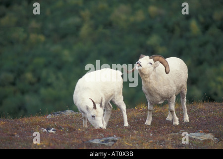 Dall Schaf Ovis Dalli voll Curl Ram Düfte ein Mutterschaf Fütterung auf Herbst bedeckt Tundra Denali Nationalpark Interieur von Alaska Stockfoto