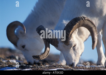 Dall Schaf Ovis Dalli paar voll Curl Rams Fütterung auf Schnee bedeckt Tundra Denali Nationalpark Interieur von Alaska Stockfoto