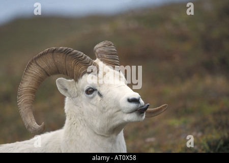 Dall Schaf Ovis Dalli Ram mit seiner Zunge heraus auf den Herbst farbige Tundra Denali Nationalpark Interieur von Alaska Stockfoto