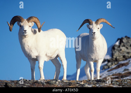 Dall Schaf Ovis Dalli volle locken und junge Ram laufen auf schneebedeckten Tundra Denali Nationalpark innen Alaska Stockfoto