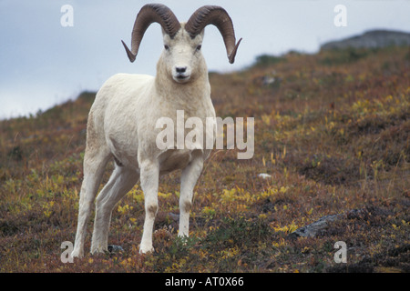 Dall Schaf Ovis Dalli voll Curl Ram stehen innen Herbst Tundra Denali Nationalpark in Alaska Stockfoto