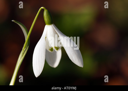 Schneeglöckchen [Galanthus Nivalis], 'hautnah' Blume Makro zeigt Blütenblatt Detail, [Welford Park], England, UK Stockfoto