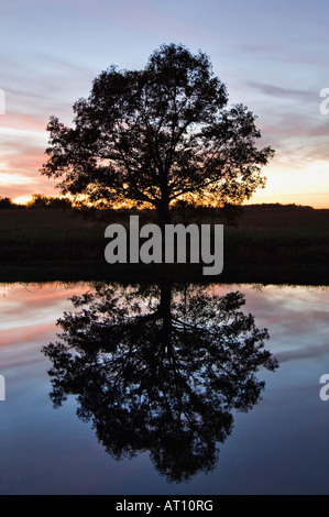 Silhouette Baum und Sonnenuntergang spiegelt sich im Teich kargen County Kentucky Stockfoto
