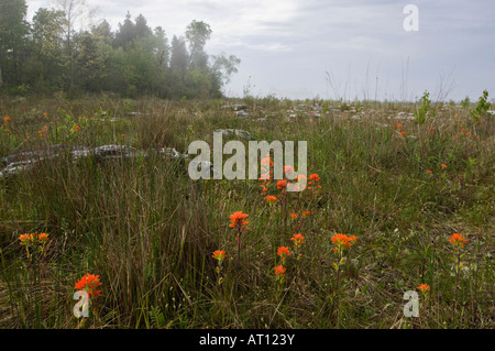 Indian Paintbrush blühen im Zeltplatz Punkt State Natural Area Door County Wisconsin Stockfoto