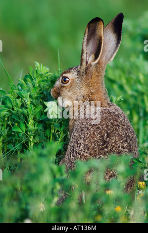 Brauner Hase Lepus Europaeus jung Essen Nationalpark Lake Neusiedl Burgenland Österreich, April 2007 Stockfoto