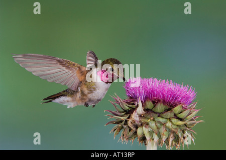 Breit-tailed Kolibri Selasphorus Platycercus Männchen im Flug Fütterung auf Moschus-Distel-Mountain-Nationalpark, Colorado Stockfoto