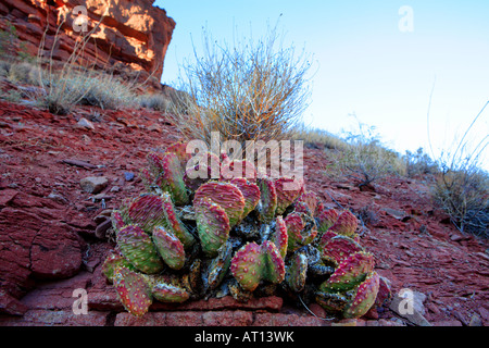 BEAVERTAIL Kaktus OPUNTIA BASILARIS IN Eiche CRREK CANYON IN GRAND CANYON NATIONAL PARK ARIZONA USA Beavertail Kaktus Opuntia basi Stockfoto