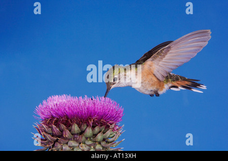 Breit-tailed Kolibri Selasphorus Platycercus Weibchen im Flug Fütterung auf Moschus-Distel-Mountain-Nationalpark, Colorado Stockfoto