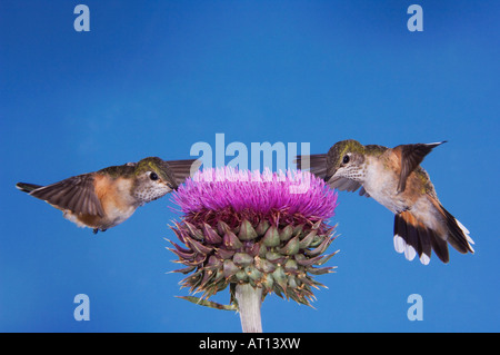 Breit-tailed Kolibri Selasphorus Platycercus Weibchen im Flug Fütterung auf Moschus-Distel-Mountain-Nationalpark, Colorado Stockfoto