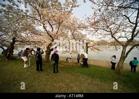 Aufnahmen bei der National Cherry Blossom Festival in Washington DC. Tidal Basin mit Jefferson Memorial im Hintergrund. Stockfoto