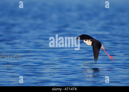 Gleitaar Stelzenläufer Himantopus Himantopus Erwachsenen während des Fluges Nationalpark Lake Neusiedl Burgenland Österreich April 2007 Stockfoto