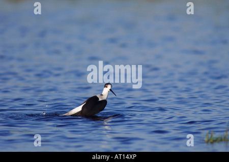 Gleitaar Stelzenläufer Himantopus Himantopus Erwachsenen Baden Nationalpark Lake Neusiedl Burgenland Österreich, April 2007 Stockfoto