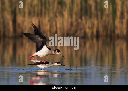 Gleitaar Stelzenläufer Himantopus Himantopus koppeln Paarung Nationalpark Lake Neusiedl Burgenland Österreich April 2007 Stockfoto